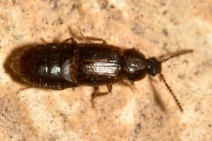 Acidota crenata