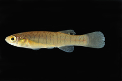 Fundulus confluentus