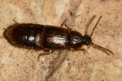 Acidota crenata
