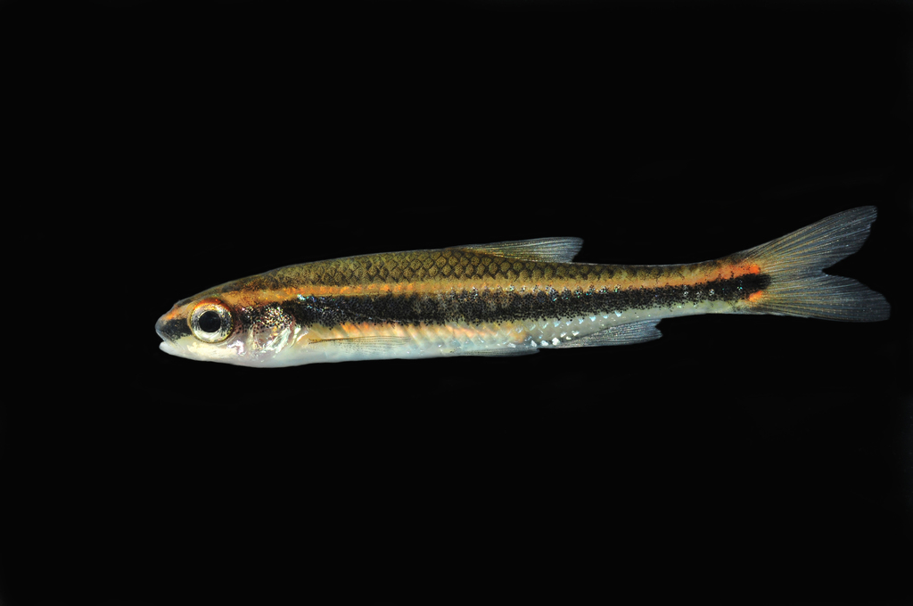 Dusky Shiner