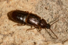 Acidota crenata