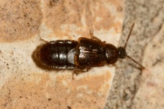 Acidota crenata