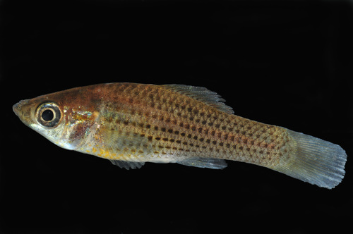 Molly Sailfin