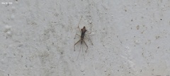 Epidaus tuberosus