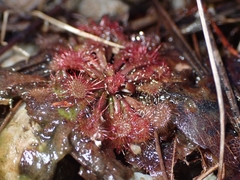 Drosera tokaiensis