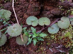 Sibthorpia peregrina