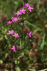 Centaurium erythraea turcicum