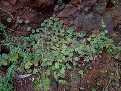 Sibthorpia peregrina