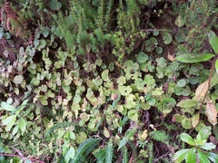 Sibthorpia peregrina