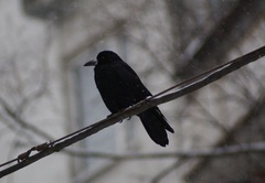 Corvus frugilegus