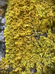 Xanthoria aureola