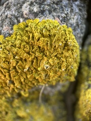Xanthoria aureola