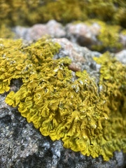 Xanthoria aureola
