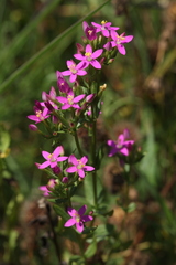 Centaurium erythraea turcicum