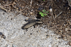 Chalcolepidius silbermanni