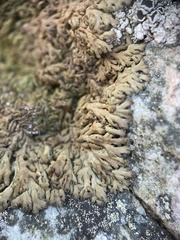 Anaptychia runcinata