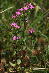 Centaurium erythraea turcicum