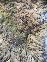 Anaptychia runcinata
