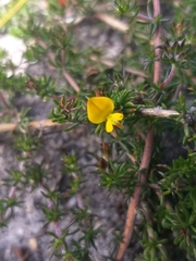 Aspalathus retroflexa