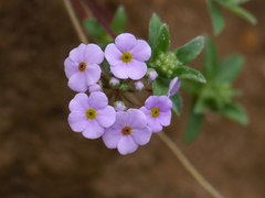 Androsace lanuginosa