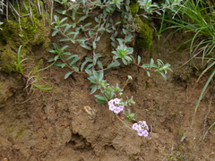 Androsace lanuginosa