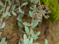 Androsace lanuginosa