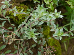 Androsace lanuginosa