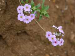 Androsace lanuginosa