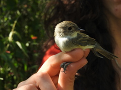 Euscarthmus meloryphus