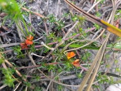 Aspalathus retroflexa