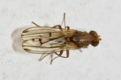 Opomyza florum