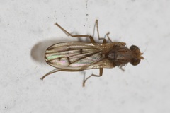 Opomyza florum