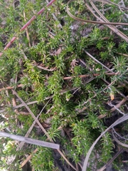 Aspalathus retroflexa