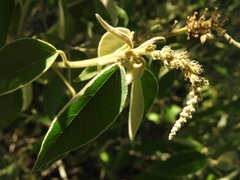 Croton lachnostachyus