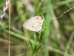 Lepidochrysops patricia