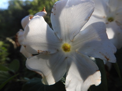 Mandevilla laxa