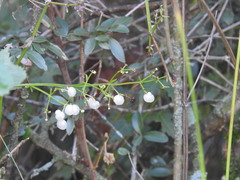 Galium latoramosum