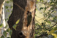 Picus squamatus