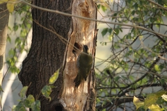 Picus squamatus
