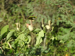 Aristolochia argentina