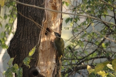 Picus squamatus