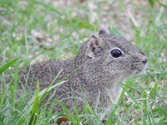 Galea leucoblephara
