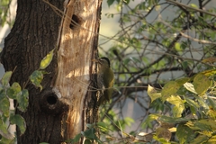 Picus squamatus