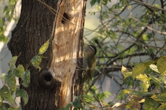 Picus squamatus