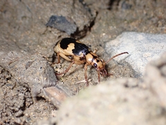 Pheropsophus jessoensis