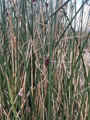 Schoenoplectus californicus