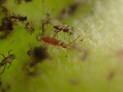 Entomobrya nigrocincta