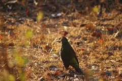 Picus squamatus