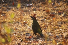 Picus squamatus