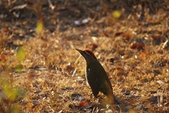 Picus squamatus